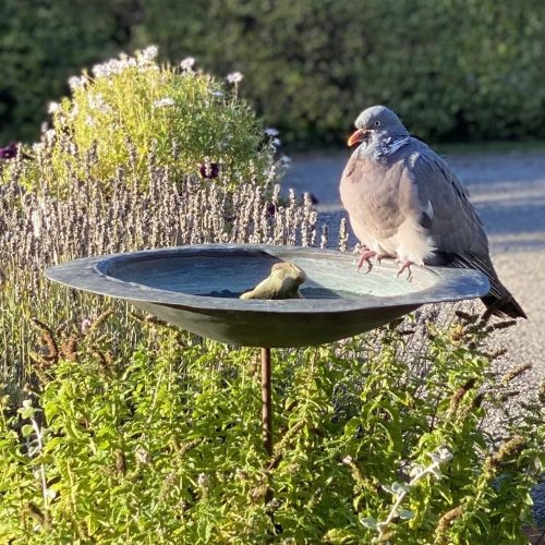 verdigris-flora-birdbath-aged-pigeon