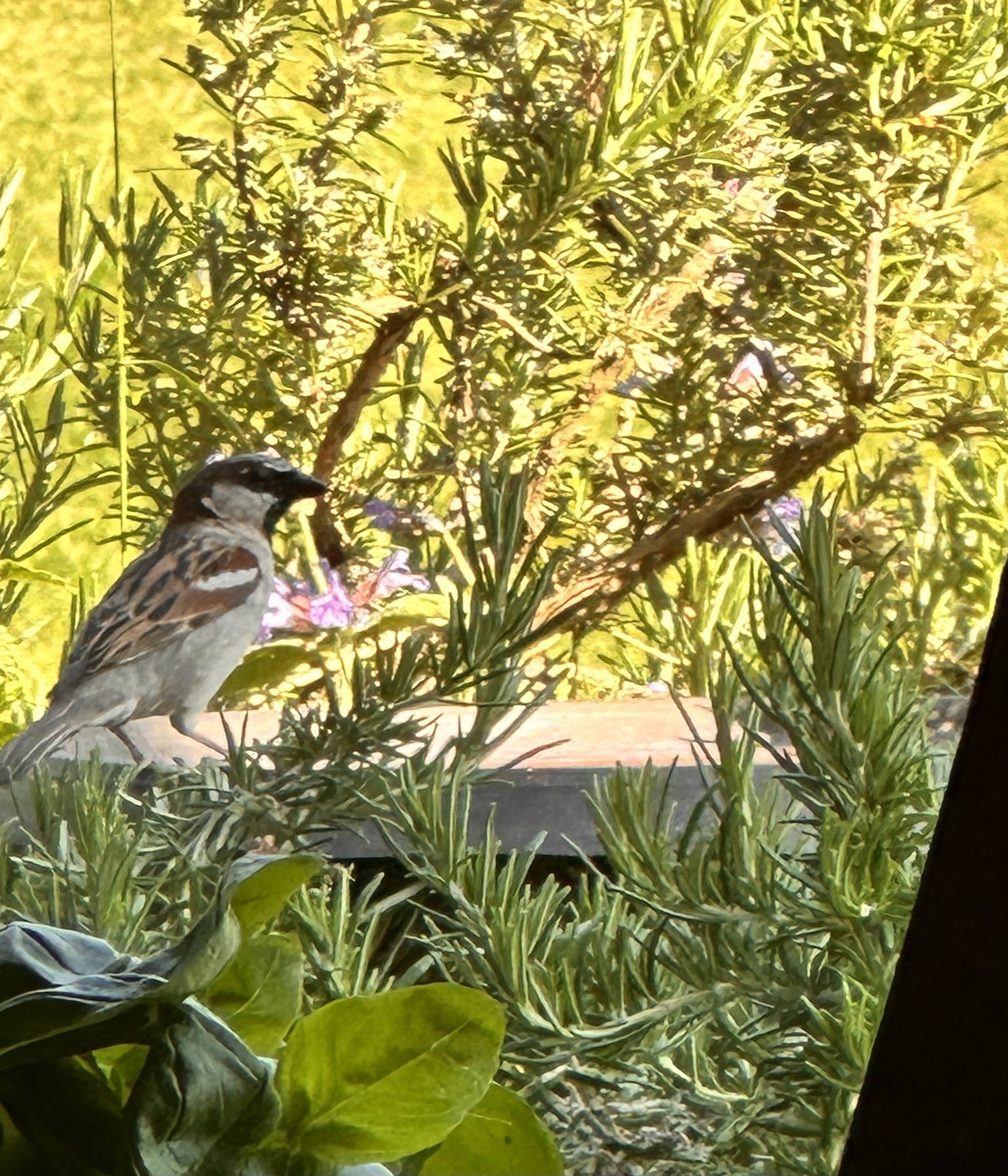 verdigris-tori-birdbath-aged-sparrow