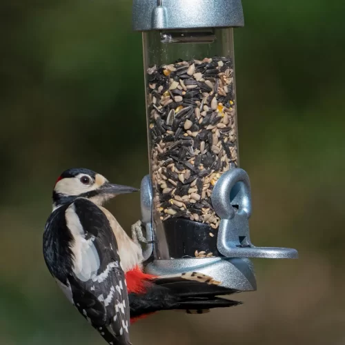 Jacibi Jayne Verdigris ring-pull-click-seed-small-zinc-woodpecker