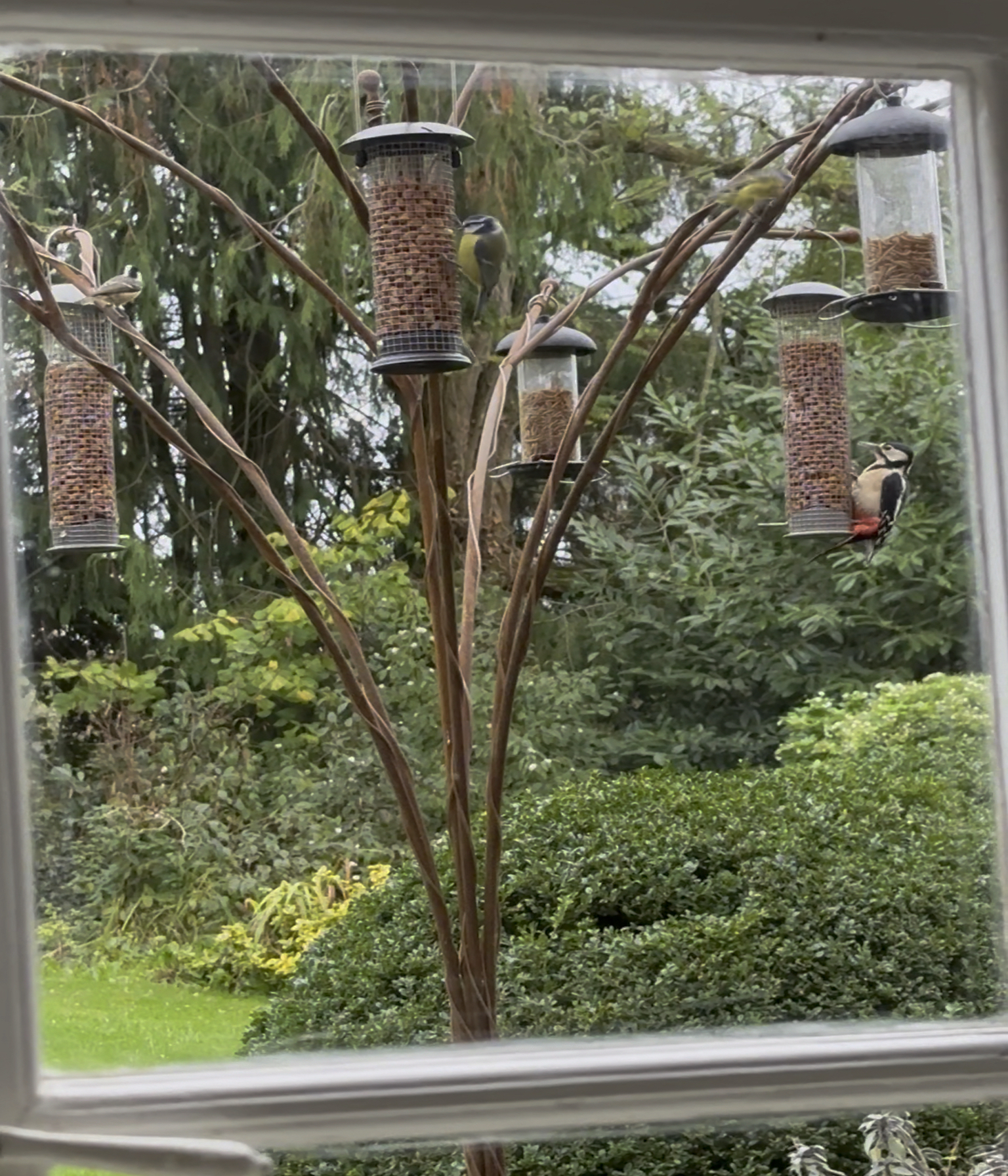 Elizabeth-bird-feeding-tree-woodpecker