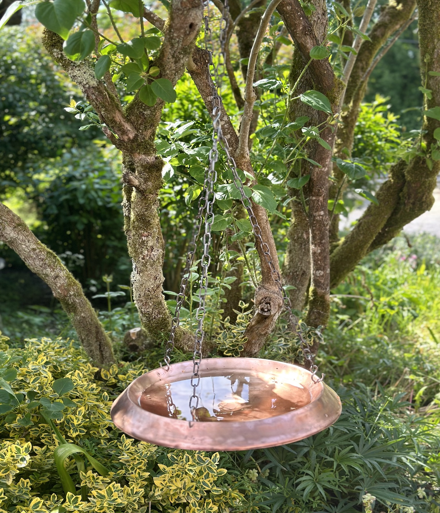 Verdigris-sophie-copper-Hanging-bird-bath-lilac-tree