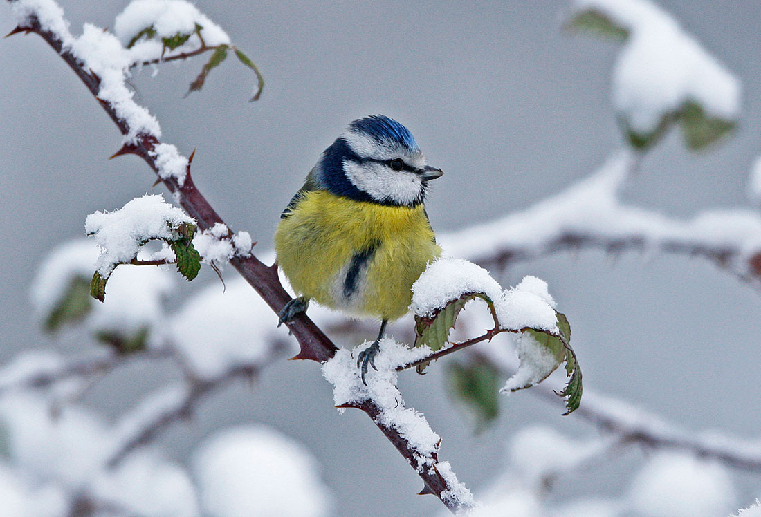 Blue Tit in the snow