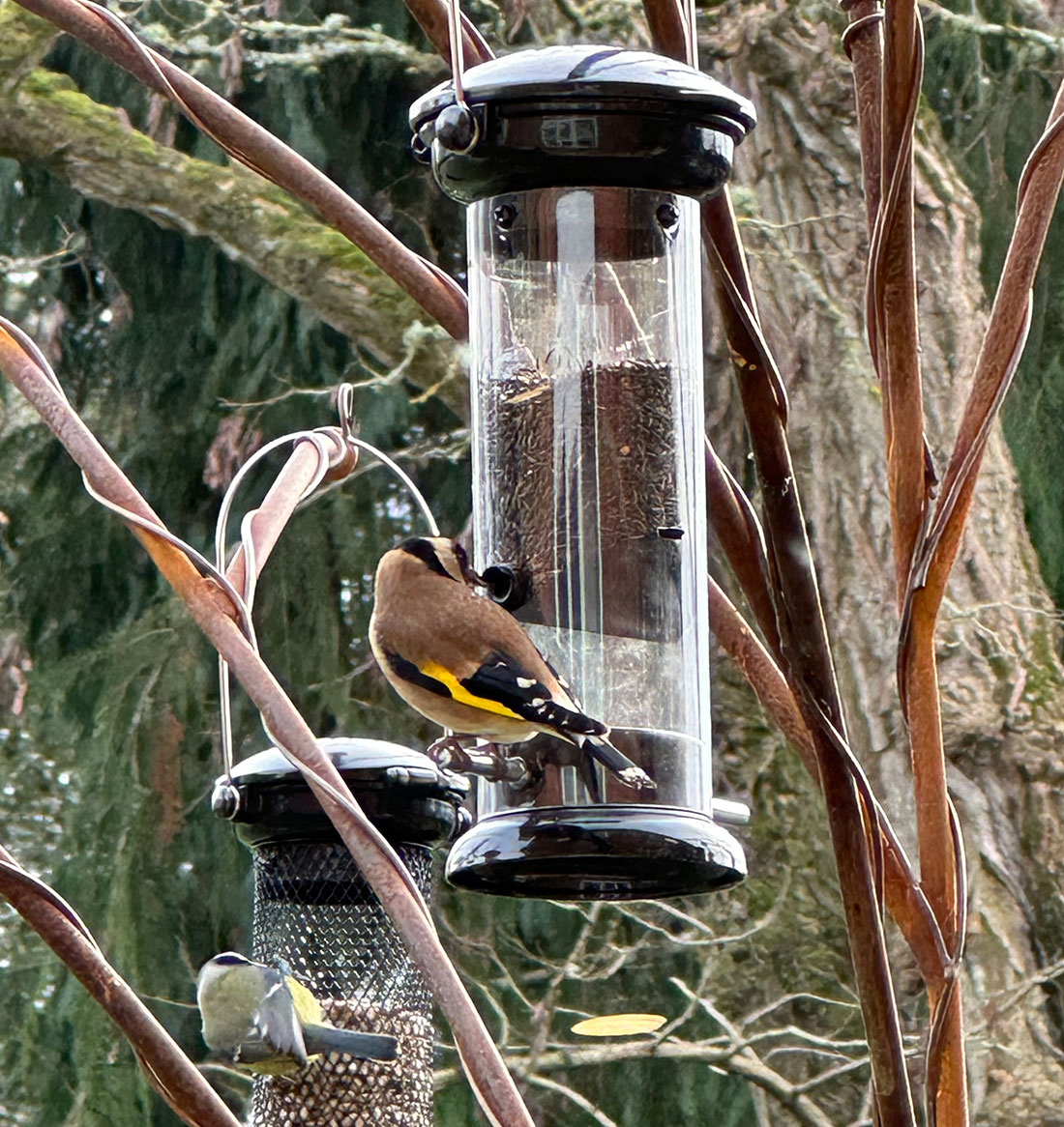 Goldfinches eating nyger seeds