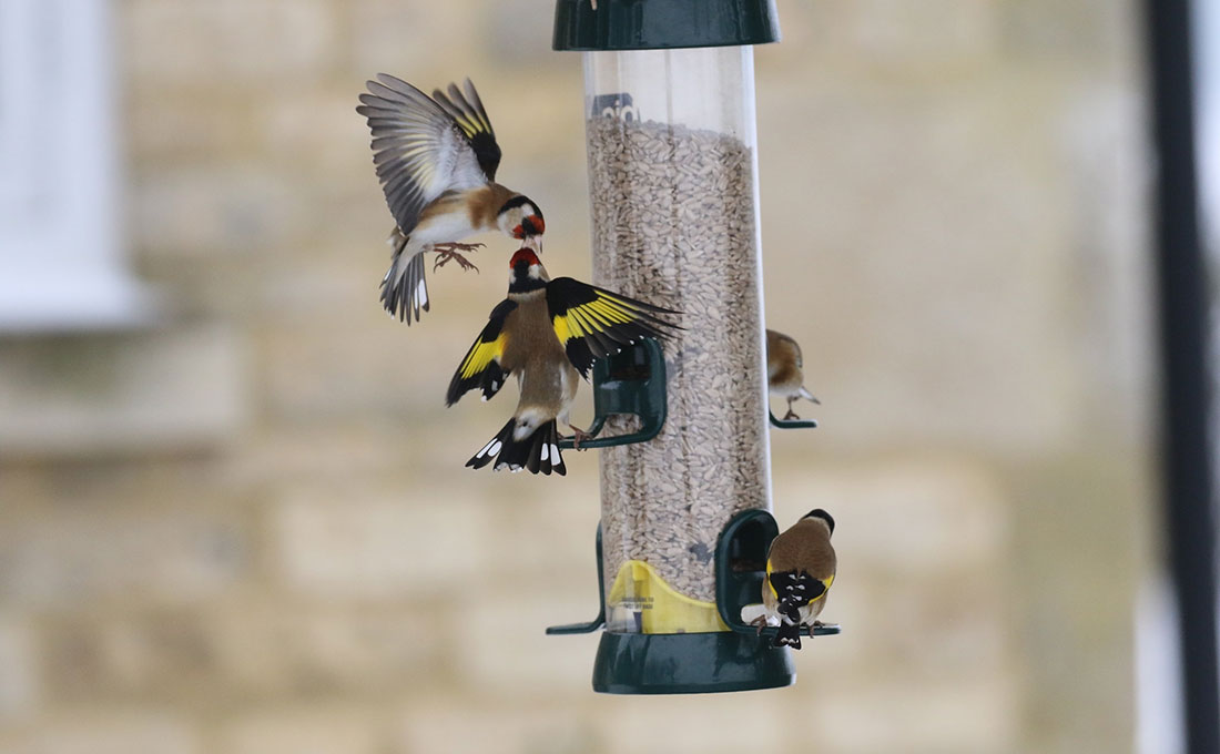 Goldfinches love sunflower hearts