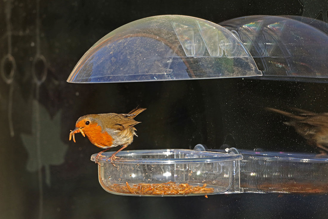 Robin eating mealworms