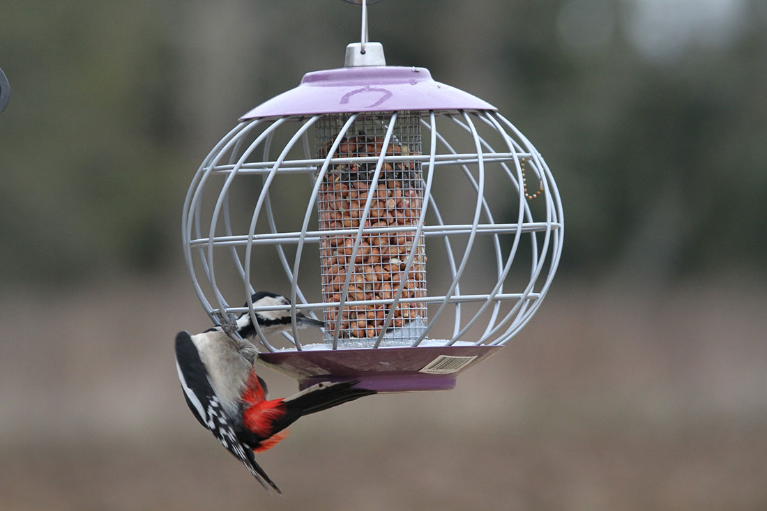 Squirrel-proof woodpecker feeder