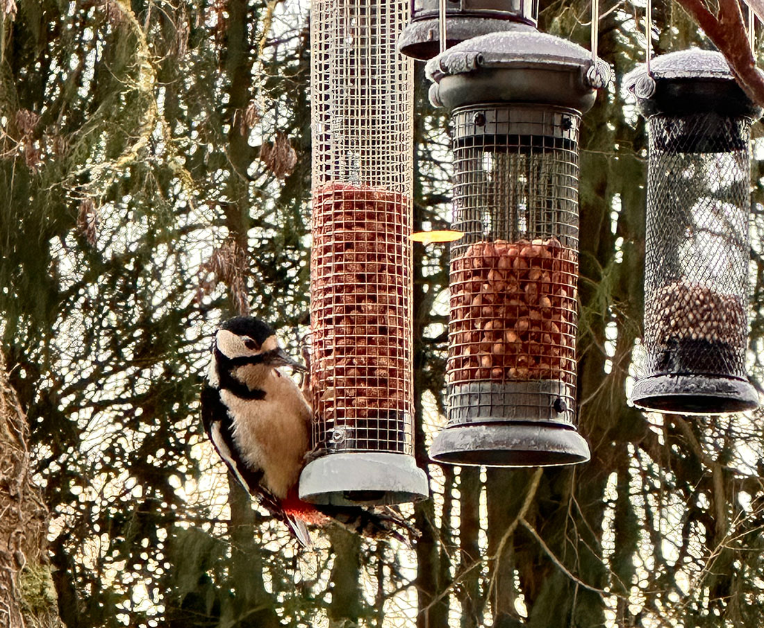 Woodpecker eating peanuts