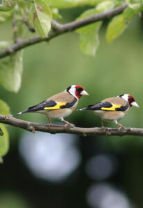 Goldfinch