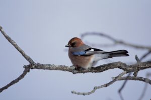 Brambling in winter