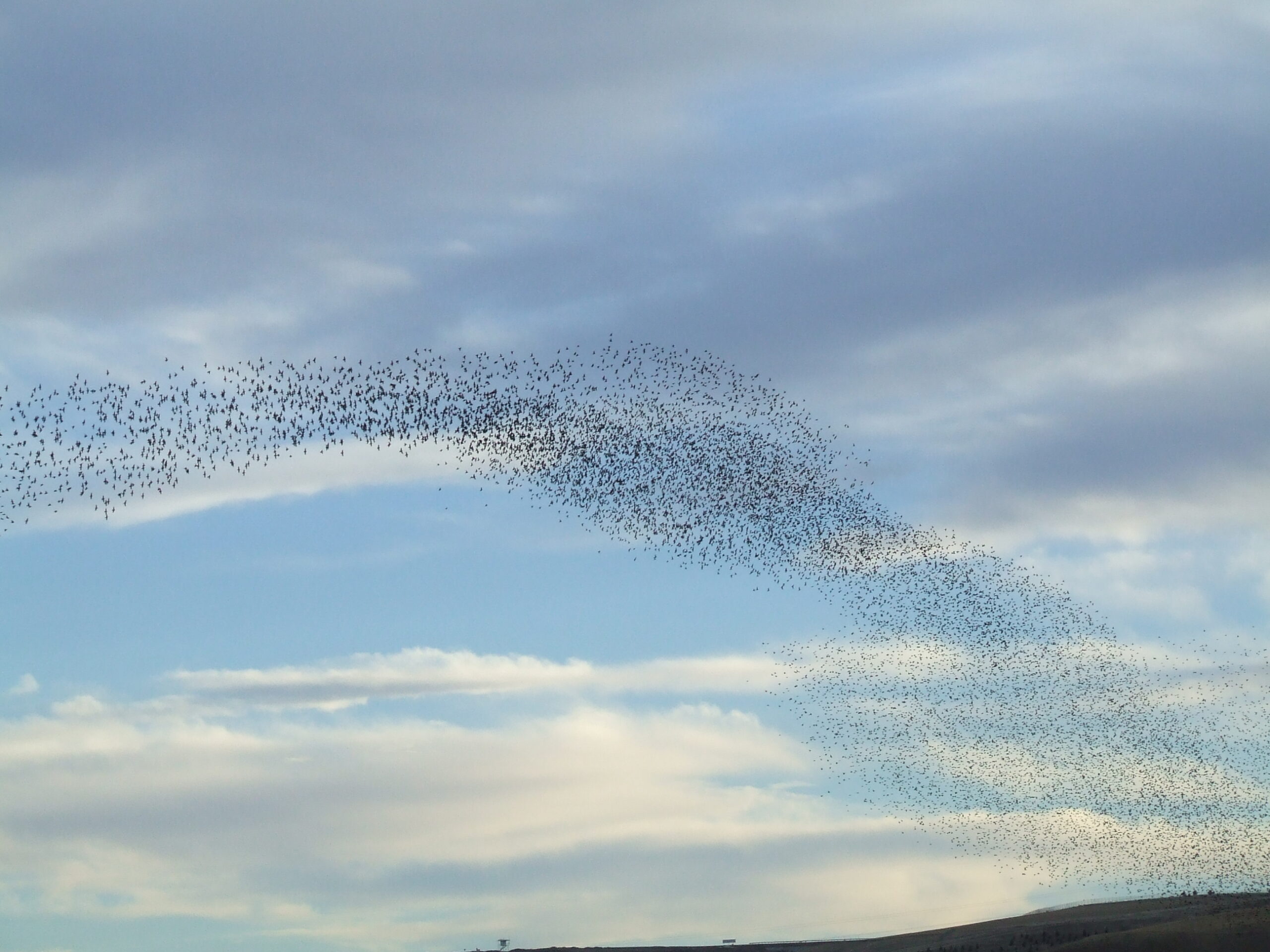 Starling Murmuration in winter