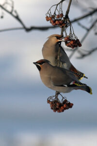 Waxwing foraging winter berries