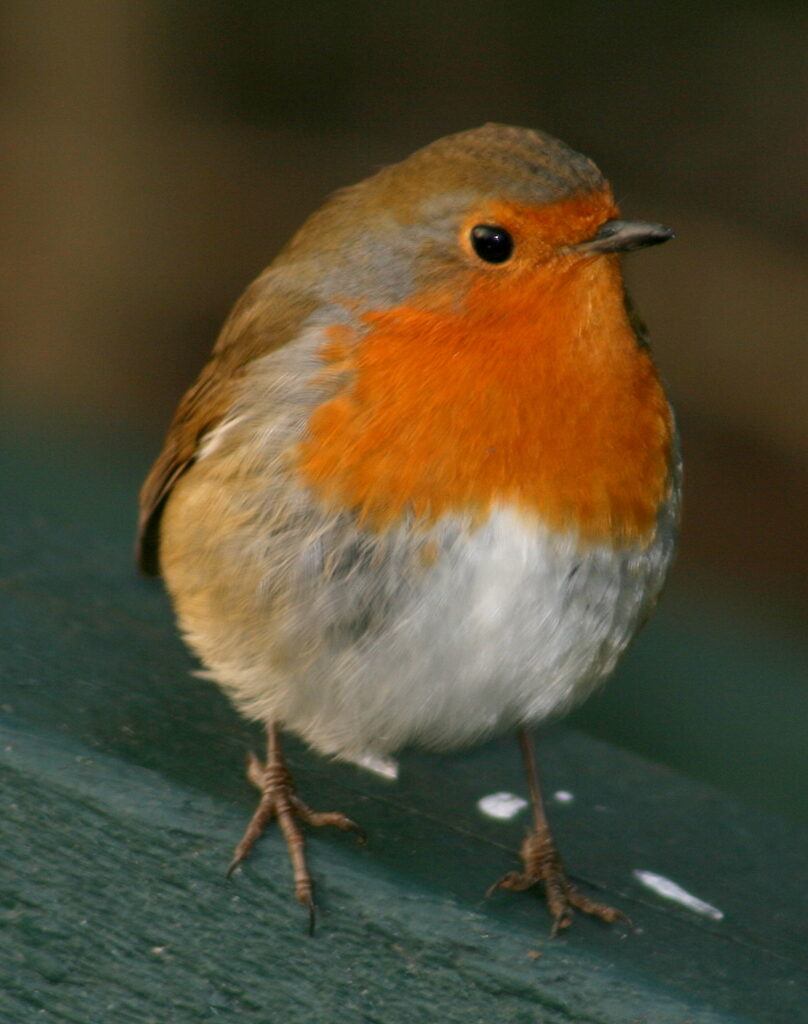 Robin 