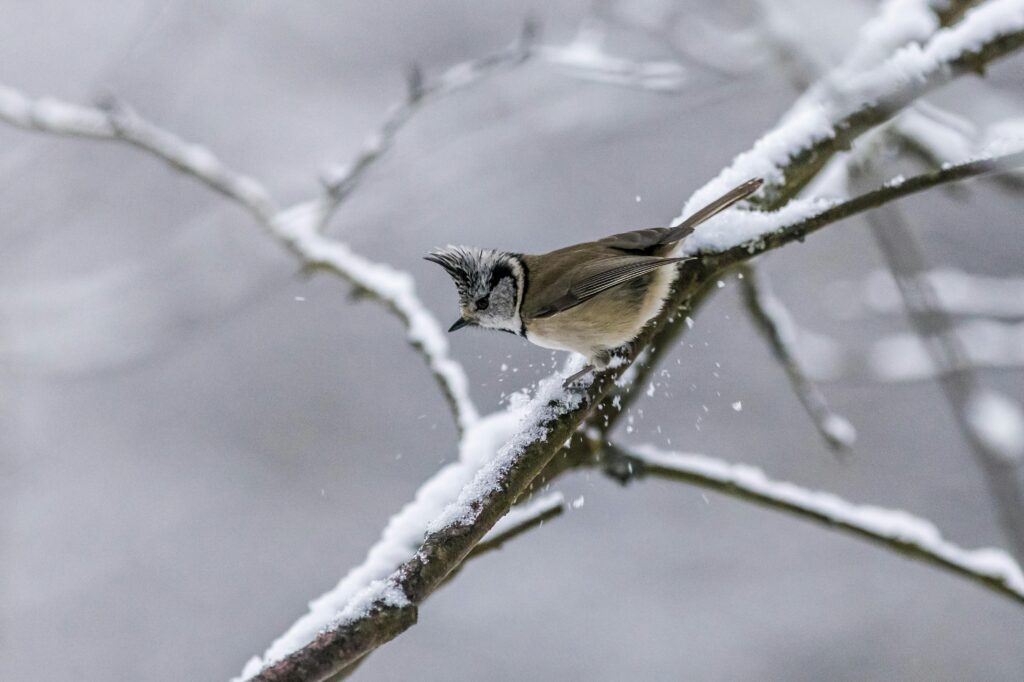 Bird on a branch in winter